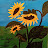 Safya Farooq Avatar