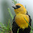 Birds of BC Avatar