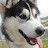 Okami Heen husky from Belarus