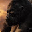 Kong