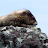 Carbon Marmot Avatar