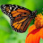 Sandeep B Avatar