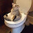 crazy cats