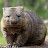 im wombat