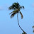 Lone Palm1