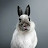 Кролик Кроликович