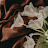 Miss Basma Avatar