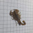 scorpion 13