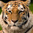 TheGhost Tiger144