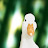 Duck오리엄마