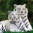 Nazish Tareen Avatar