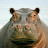 The Hippo