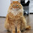 SiberianCat
