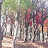 choyun cha