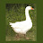 Goose Goose