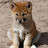 Dingo Baby
