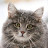 Серый Кот