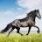 Maverick Blackhorse