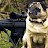 Sniper pug Bro