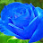 Blue Rose Ramblings