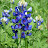 Texas Bluebonnets