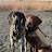 2 Bird dogs and a Wolfdog