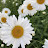 Белая Ромашка