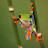 Ninja Tree Frog