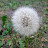Белый одуванчик