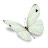 wHite butterfLy4