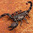 Scorpion Shok