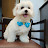 Maltese doggy
