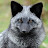 Silver Fox