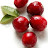 Msha Cranberry