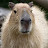 Capybara