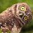 Owl Nightwind