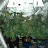 g The real prop 215
