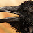 Corvus Crow