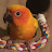 Conure Ron