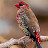 Robert van den Bos Avatar
