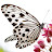 butterfly 238