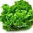 Crunchy Lettuce