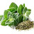 OREGANO