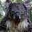 Koala_molotov