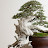 Bang jeck bonsai