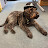 mark ellis