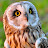 Pretty Owl