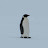 A Lonely Penguin