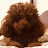 cuteluxe