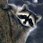 Alex Raccoon